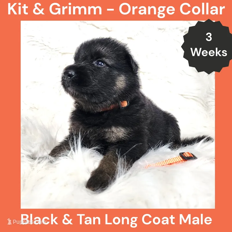 AKC Black & Tan Long Coat - KG Orange – German Shepherd Dog puppy for sale in Princeville, IL