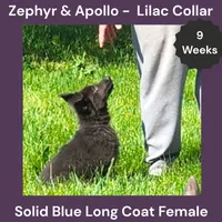 AKC Blue LH - ZA Lilac , a female German Shepherd Dog for sale in Princeville, IL – 3 of 8