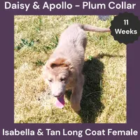 AKC Isabella&tan LH - DA Plum, a female German Shepherd Dog for sale in Princeville, IL – 3 of 9