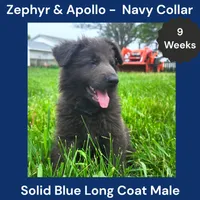 AKC Blue LH - ZA Navy, a male German Shepherd Dog for sale in Princeville, IL – 3 of 9