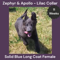 AKC Blue LH - ZA Lilac , a female German Shepherd Dog for sale in Princeville, IL – 1 of 10