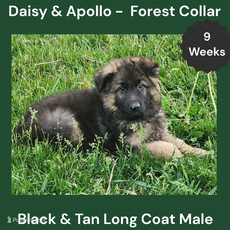 AKC Black&tan LH - DA Forest – German Shepherd Dog puppy for sale in Princeville, IL