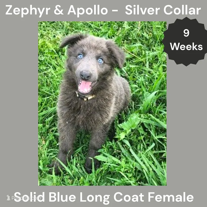 AKC Blue LH - ZA Silver  – German Shepherd Dog puppy for sale in Princeville, IL