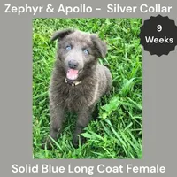 AKC Blue LH - ZA Silver , a female German Shepherd Dog for sale in Princeville, IL – 1 of 10