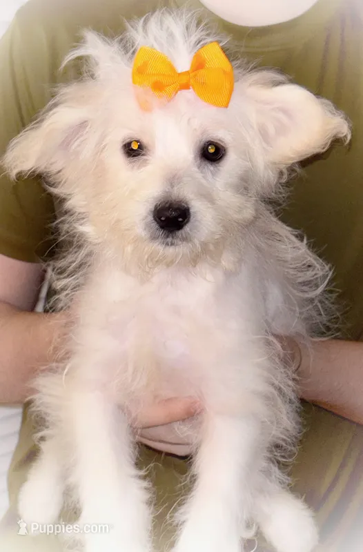 Jasmine  – American Eskimo, Poodle - Toy  puppy for sale in Columbia, SC