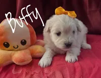 Buffy, a female Eskipoo for sale in Columbia, SC – Photo 1 of 2