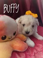 Buffy, a female Eskipoo for sale in Columbia, SC – Photo 2 of 2