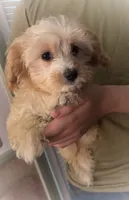 Jake, a male Maltipoo and Cavalier King Charles Spaniel for sale in Columbia, SC – 1 of 2