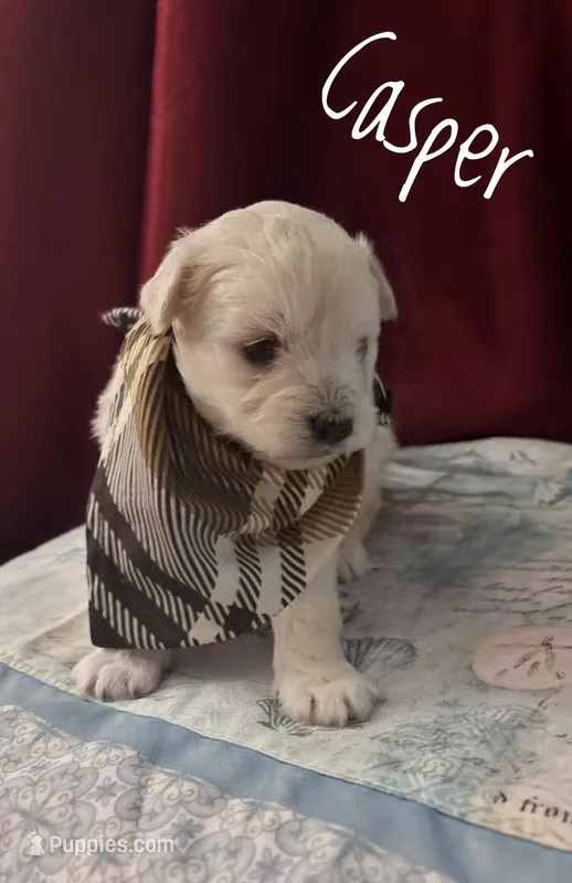 Casper – American Eskimo, Poodle - Toy  puppy for sale in Columbia, SC