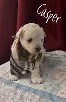 Casper, a male American Eskimo and Poodle - Toy  for sale in Columbia, SC – Photo 1 of 2