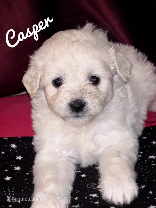 Casper – American Eskimo, Poodle - Toy  puppy for sale in Columbia, SC