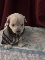 Casper, a male American Eskimo and Poodle - Toy  for sale in Columbia, SC – Photo 2 of 2