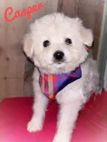 Casper, a male American Eskimo and Poodle - Toy  for sale in Columbia, SC – Photo 1 of 2