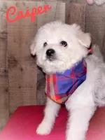 Casper, a male American Eskimo and Poodle - Toy  for sale in Columbia, SC – Photo 2 of 2