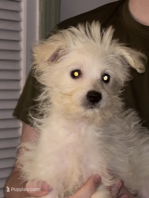 JayJay – American Eskimo, Poodle - Toy  puppy for sale in Charleston, SC