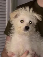 JayJay, a male American Eskimo and Poodle - Toy  for sale in Charleston, SC – 1 of 2