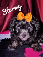 Stormy, a female American Eskimo and Poodle - Toy  for sale in Columbia, SC – Photo 2 of 2