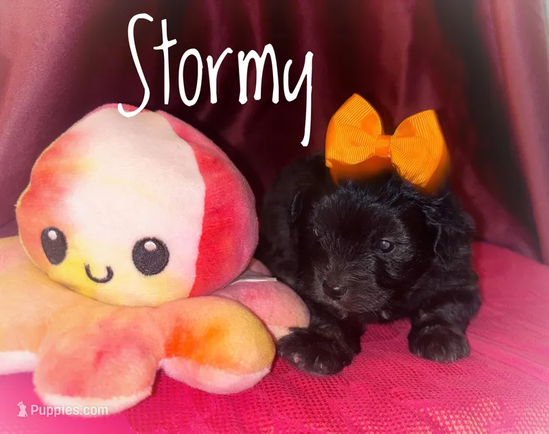 Stormy – Eskipoo puppy for sale in Columbia, SC