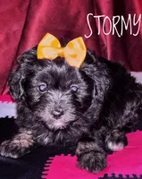 Stormy, a female American Eskimo and Poodle - Toy  for sale in Columbia, SC – Photo 1 of 2