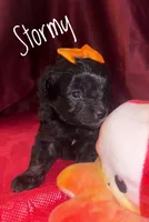 Stormy, a female American Eskimo and Poodle - Toy  for sale in Columbia, SC – Photo 3 of 3