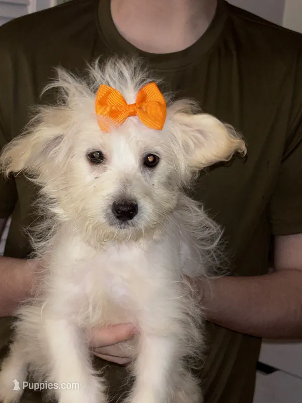 Jasmine  – American Eskimo puppy for sale in Charleston, SC