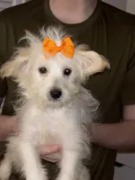 Jasmine , a female American Eskimo for sale in Charleston, SC – 1 of 2