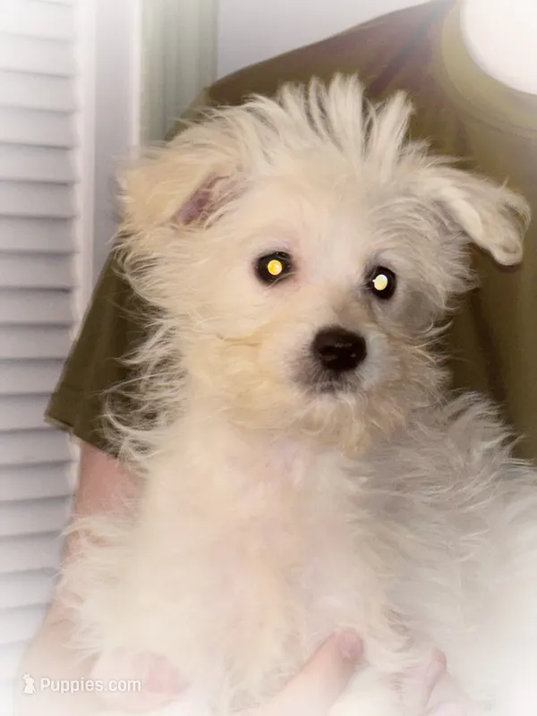JayJay – American Eskimo, Poodle - Toy  puppy for sale in Columbia, SC