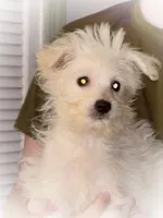 JayJay, a male American Eskimo and Poodle - Toy  for sale in Columbia, SC – 1 of 2
