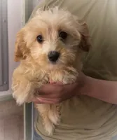 Jake, a male Maltipoo and Cavalier King Charles Spaniel for sale in Columbia, SC – 2 of 2