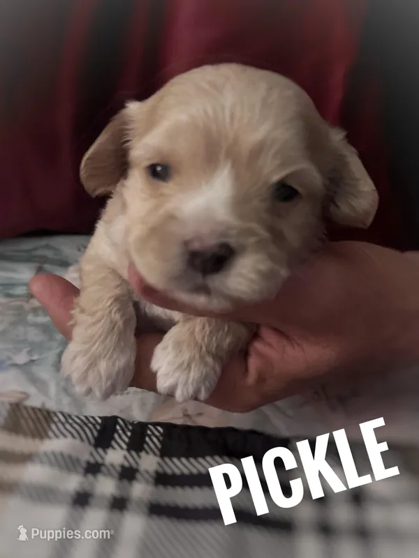 Pickle – Maltipoo, Cavalier King Charles Spaniel puppy for sale in Columbia, SC