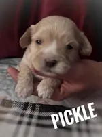 Pickle, a male Maltipoo and Cavalier King Charles Spaniel for sale in Columbia, SC – Photo 1 of 2