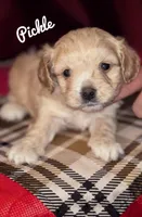 Pickle, a male Maltipoo and Cavalier King Charles Spaniel for sale in Columbia, SC – Photo 2 of 2