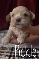 Pickle, a male Maltipoo and Cavalier King Charles Spaniel for sale in Columbia, SC – Photo 2 of 2