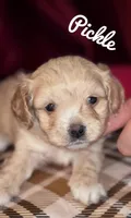 Pickle, a male Maltipoo and Cavalier King Charles Spaniel for sale in Columbia, SC – Photo 1 of 2