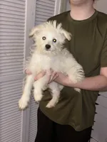 JayJay, a male American Eskimo and Poodle - Toy  for sale in Charleston, SC – 2 of 2