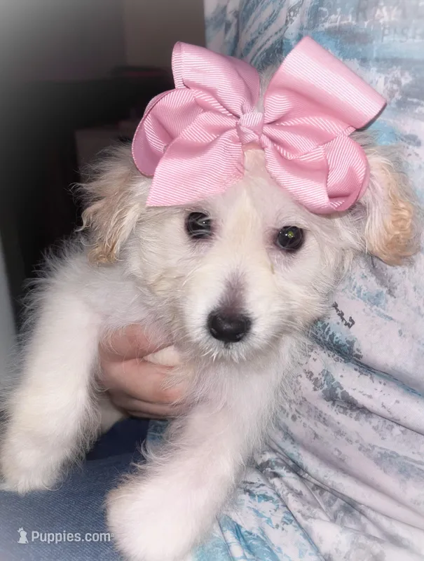 Diva – American Eskimo, Poodle - Toy  puppy for sale in Columbia, SC