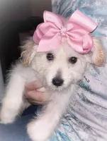 Diva, a female American Eskimo and Poodle - Toy  for sale in Aiken, SC – 1 of 5