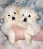 Diva, a female American Eskimo and Poodle - Toy  for sale in Aiken, SC – 2 of 5