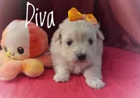 Diva, a female American Eskimo and Poodle - Toy  for sale in Columbia, SC – Photo 1 of 2