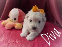 Diva, a female American Eskimo and Poodle - Toy  for sale in Columbia, SC – Photo 2 of 2