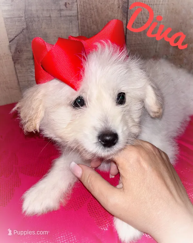 Diva – American Eskimo, Poodle - Toy  puppy for sale in Columbia, SC
