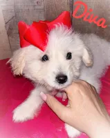 Diva, a female American Eskimo and Poodle - Toy  for sale in Columbia, SC – Photo 1 of 3