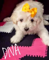 Diva, a female American Eskimo and Poodle - Toy  for sale in Columbia, SC – Photo 1 of 2