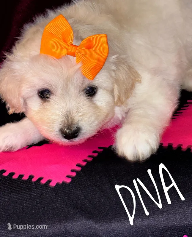 Diva – American Eskimo, Poodle - Toy  puppy for sale in Columbia, SC