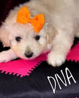 Diva, a female American Eskimo and Poodle - Toy  for sale in Columbia, SC – Photo 2 of 2
