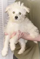 JayJay, a male American Eskimo and Poodle - Toy  for sale in Columbia, SC – 2 of 2