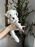 processed/4f24ab80-8a1a-4a92-9de7-4523c56622d8/listing/203bb0c5-43f8-490b-9984-536056d5a8ea/6d8b6dac-3cc7-4c6b-81e2-194ede13feda