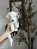 processed/4f24ab80-8a1a-4a92-9de7-4523c56622d8/listing/203bb0c5-43f8-490b-9984-536056d5a8ea/87d1957e-a869-43fe-96a2-8a8af465edf8