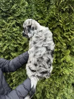 Poppy, a female Sheepadoodle for sale in Richland, WA – Photo 8 of 8
