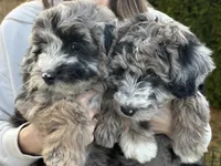 Poppy, a female Sheepadoodle for sale in Richland, WA – Photo 5 of 8